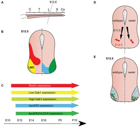 Reelin Signaling In Motor Neuron Migration A Sagittal View Of