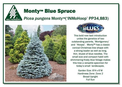 Picea Pungens Monty Iseli Nursery