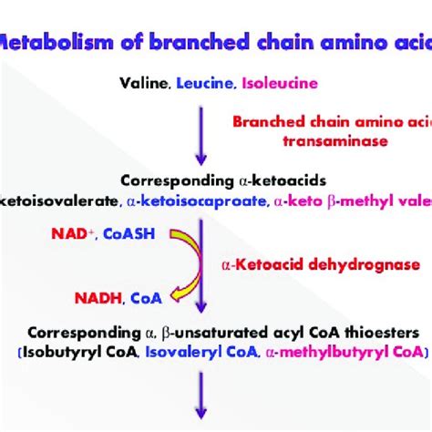 Main Steps Of Branched Chain Amino Acids Catabolism [nie Et Al 2018