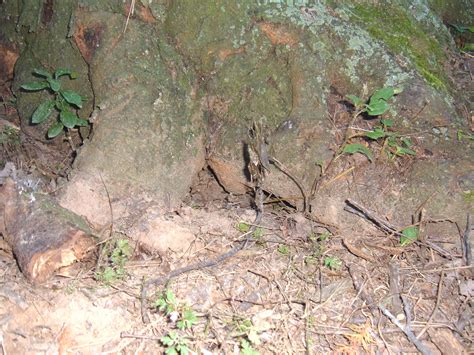 Shag-Bark Hickory Tree at camp pictures
