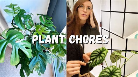 Plant Chores Plant Care Vlog Youtube