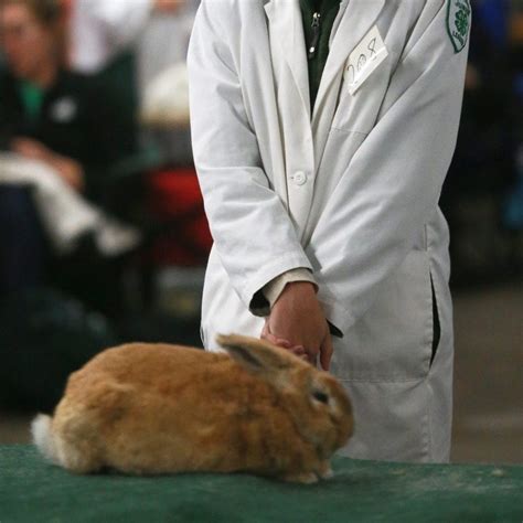 4-H Rabbit Hopping Contest - Topsfield Fair - 2024