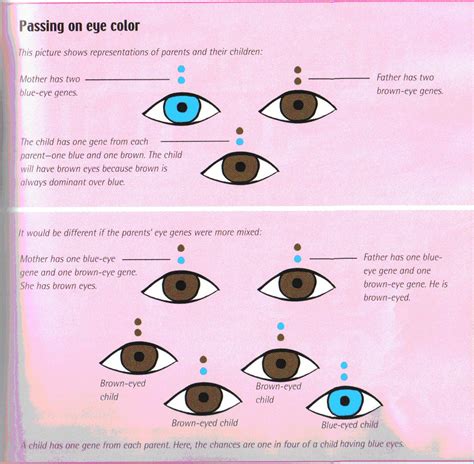 Punnett Square Blue Eyes Brown Eyes