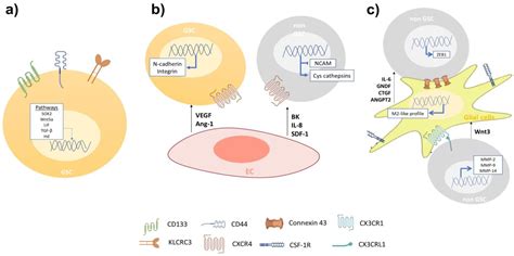 Ijms Free Full Text Glioblastoma Microenvironment And Invasiveness