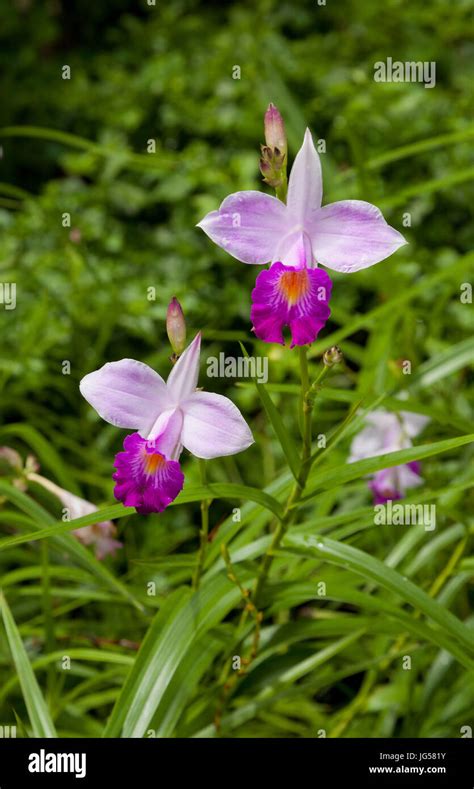 The Bamboo Orchid Arundina Graminifolia Is Definitely The Most Common