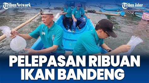 Bupati Jeje Dan Pejabat Di Pangandaran Lepasliarkan Ribuan Benih Ikan