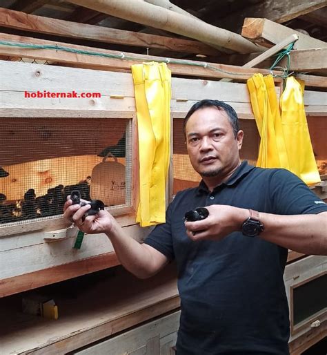 Cara Menetukan Luas Kandang Ayam Kampung Super