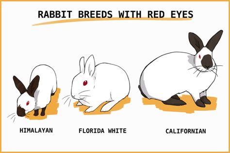 Why Do Some Rabbits Have Red Eyes?