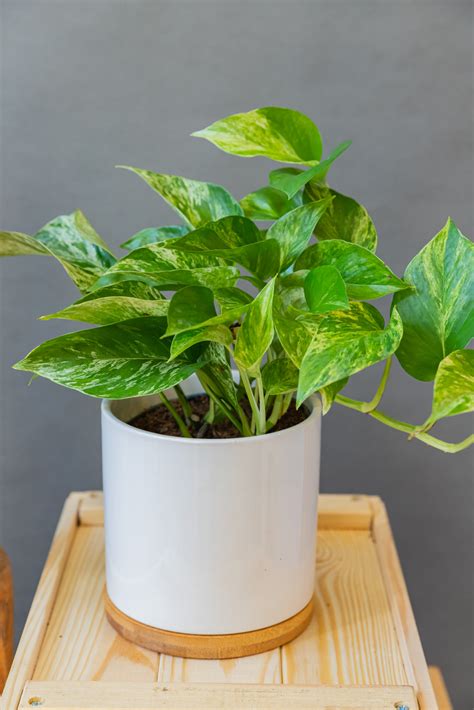 Epipremnum Marble Queen Moai Jungle Több mint gondolnád