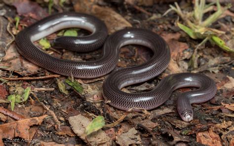 Blackish Blind Snake Anilios Nigrescens Scott Macor Flickr