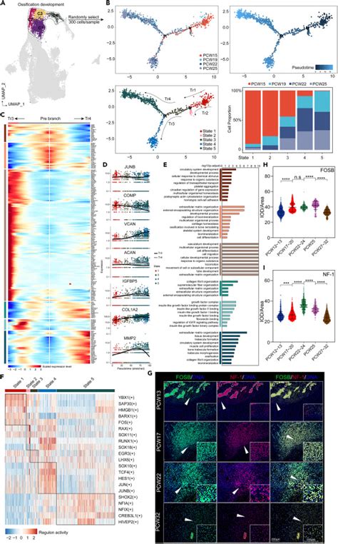 Temporal Transcriptome Features Identify Early Skeletal Commitment