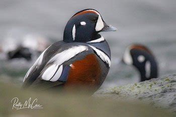 Harlequin Duck Species Info & Hunting - Ramsey Russell's GetDucks.com