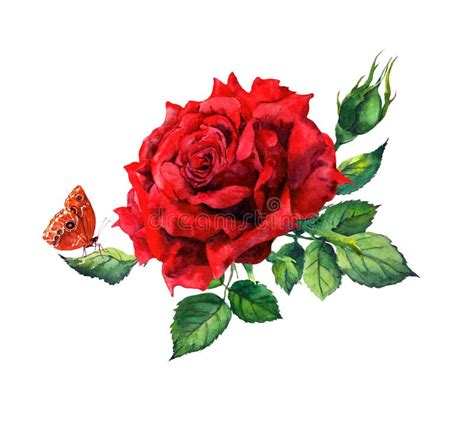 97 Red Rose Butterfly Free Stock Photos Stockfreeimages