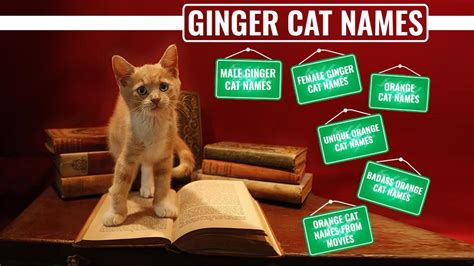 146 Best Ginger Cat Names - Petmoo