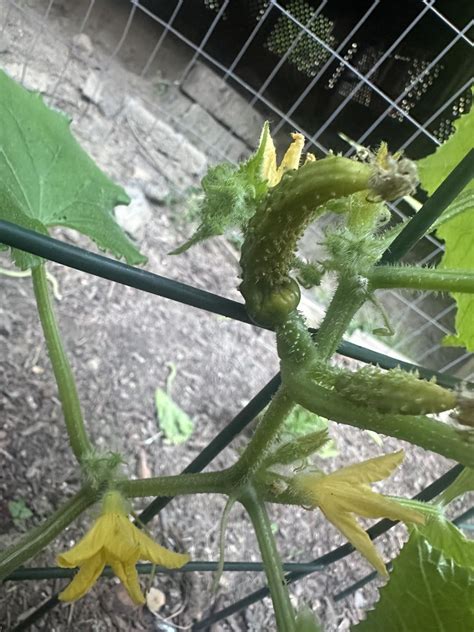 Whats Wrong With My Cucumber Plant R Gardening