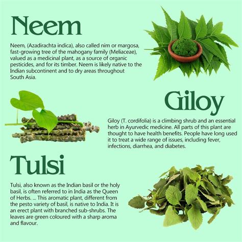 Neem Giloy Tulsi Swaras Sbs Herbal