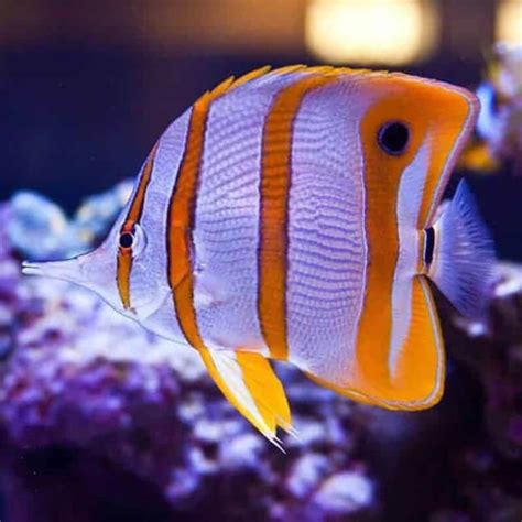 Copperband Butterflyfish Affordable Aquaria