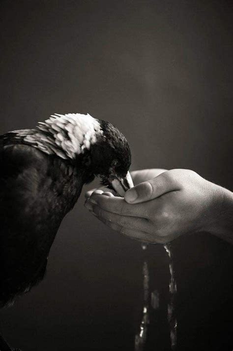 Pin de Gurutze Ramos en AVES FOTOGRAFÍA Imagen negro Fotografia en