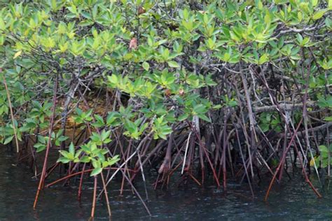 Mangroves Life Source Of The Coast