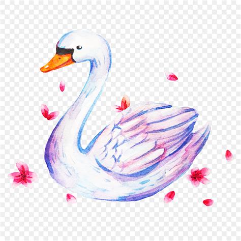 Images Of Baby Swans Clipart