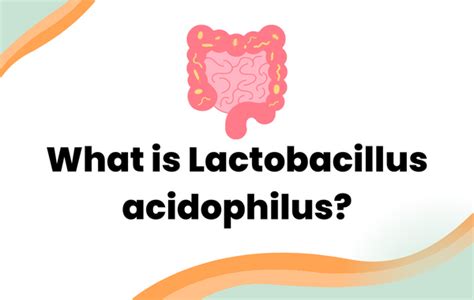 What is Lactobacillus acidophilus? - Layer Origin Nutrition