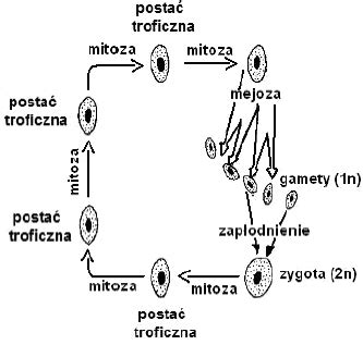 Na schemacie przedstawiono cykl życiowy organizmu zaliczanego do