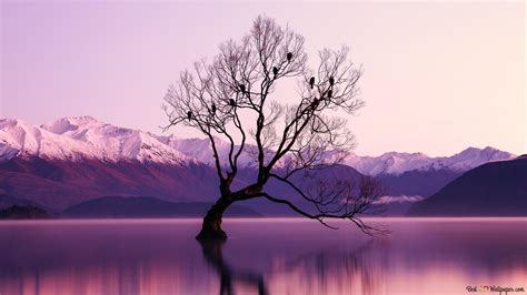 Snowy mountains and reflection of tree in lake 4K wallpaper download