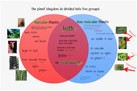 Vascular Vs Nonvascular Plants - Plant Ideas