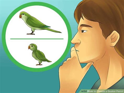 3 Ways to Choose a Quaker Parrot - wikiHow Pet