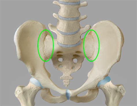 Articulation Sacroiliaca Flashcards Quizlet