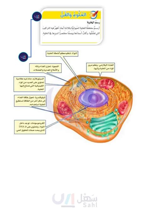 الخلية الحيوانية Study Flashcards Love 59 OFF