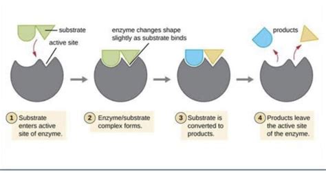 Paper Enzymes And Digestion Flashcards Quizlet