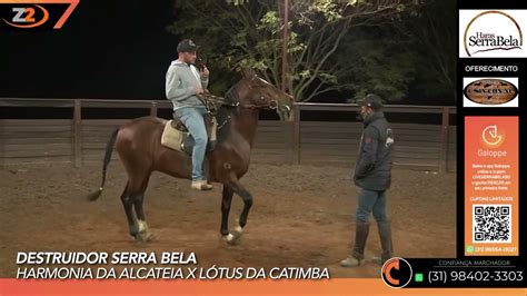 Destruidor Serra Bela Live Haras Serra Bela Youtube