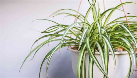 12 Types of Spider Plants to Grow in Your Home