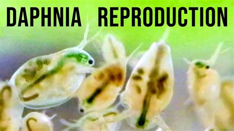 daphnia reproduction  water fleas explained   minute youtube