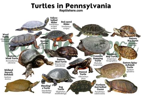 Turtles In Pennsylvania Species That Are Found Here