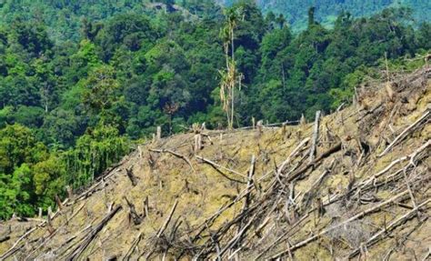 Kerusakan Hutan Di Ntb Capai Ribu Hektar Gubernur Harus Segera