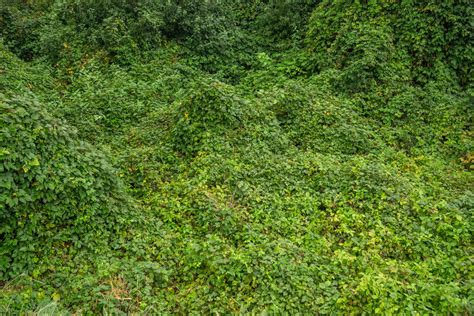Light Green Wallpaper Photos, Download The BEST Free Light Green
