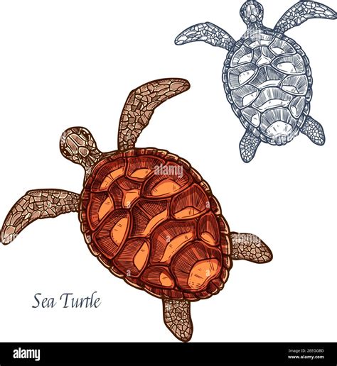 Sea Turtle Shell Drawing