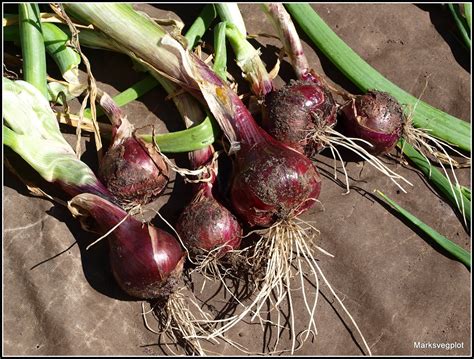 Mark S Veg Plot