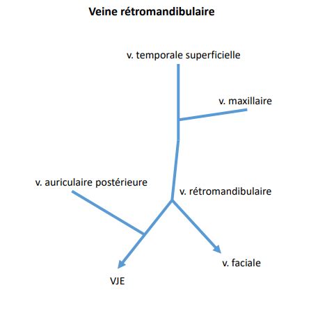 Veine Rétro mandibulaire UE10 Tête et cou Tutorat Associatif