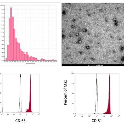 Characterization Of Exosomes Derived From MSCs A Size And