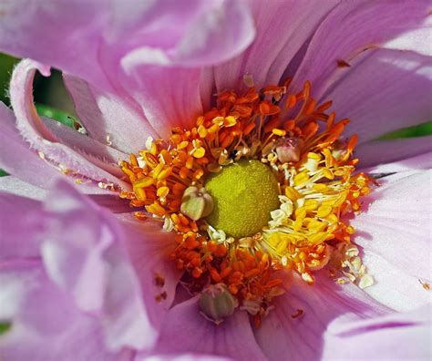 Autumn Anemone Blossom Bloom Free Photo On Pixabay Pixabay