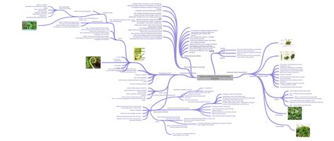 Struktur Morfologi Anatomi Dan Fisiologi Tumbuhan Coggle Diagram