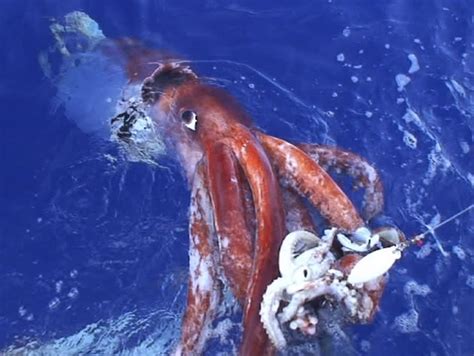 Squid ‘spermatophores’ get stuck in diner’s mouth