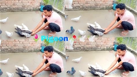 Kabootar Ko Hath Me Dana Kayase Khilay Pigeon Video Kabootar