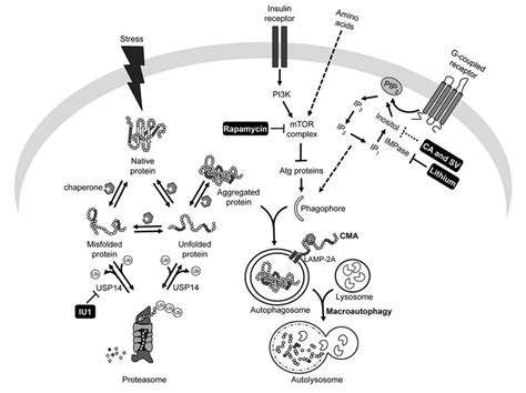 Autophagy The Ubiquitin Proteasome System Ups And Their Chemical