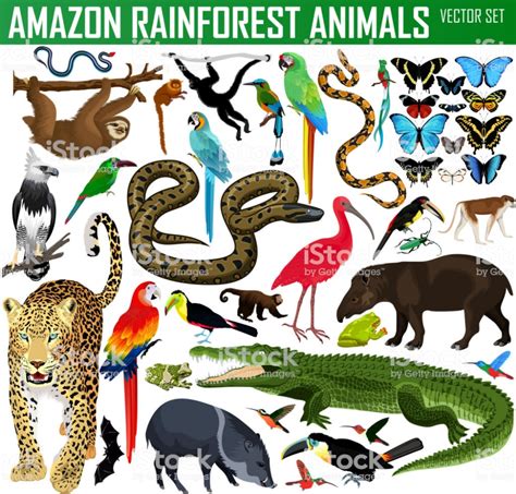 Amazon Rainforest Animals List And Pictures Rainforest Animal