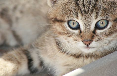 The Purrfect History of Cat Domestication - Concept Research