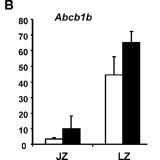 Relative Levels Of Hsd B Mrna And Hsd B Protein In The Junctional